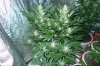 C+2 flower 47.jpg