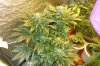 SD Flower 46 (3).jpg