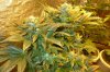 SD Flower 46 Colas.jpg SD Flower 46 Colas.jpg