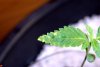 DSC_0091.jpg DSC_0091.jpg