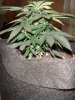 DSC01275.jpg