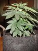 DSC01279.jpg