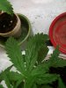big plant curling 2.jpg big plant curling 2.jpg