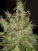 jack-herer-weed2.jpg