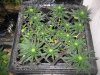 pot 003.jpg