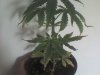 DSC00095.JPG