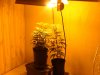 1weekflowering 001.jpg