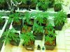 8-26) Whole Garden 3.jpg