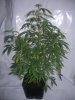 Lanky Pheno 5.jpg