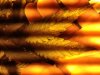 IMG_0277.jpg