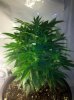 5-24grape2.jpg