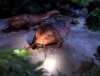 giant_salamanders.jpg