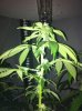 plants 001.jpg