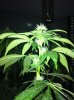 plants 002.jpg