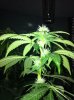 plants 003.jpg