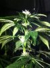plants 004.jpg
