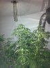 plants 005.jpg