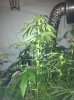 plants 006.jpg