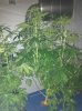 plants 007.jpg