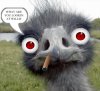 t1ostrich_funny_face.jpeg