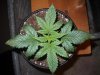 DSCN3763.jpg