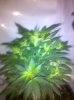 5-25grape1.jpg