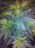 5-25grape3.jpg