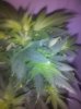 5-25grape4.jpg