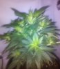 5-25grape5.jpg