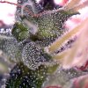 Trichs-20120526_5.jpg Trichs-20120526_5.jpg