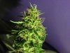 May 26 2012 025.jpg