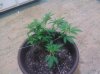 IMG_20120525_205533.jpg