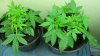 Ace of spades young growth.jpg
