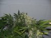 100_2585.jpg 100_2585.jpg