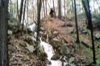 bigfoot.jpg bigfoot.jpg