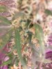 100_1617.jpg