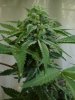 grape13-47.jpg