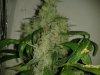 ultra lemon haze auto.jpg