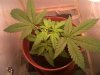 white x bigbud  28 days from seed.jpg