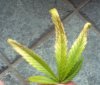 burntleaf.jpg