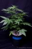 cannabis-spacedawg2-2611.jpg