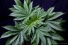 cannabis-spacedawg3-2621.jpg