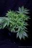 cannabis-spacedawg3-2638.jpg