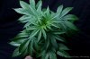 cannabis-spacedawg4-2626.jpg