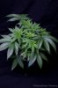 cannabis-spacedawg4-2640.jpg