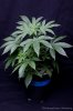 cannabis-spacedawg5-2628.jpg