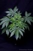 cannabis-spacedawg5-2642.jpg