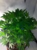 5-30grape1.jpg