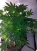 5-30grape2.jpg