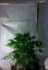 5-30grape3.jpg